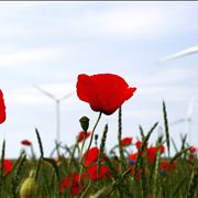 Picture Of Windmill And Flowers
